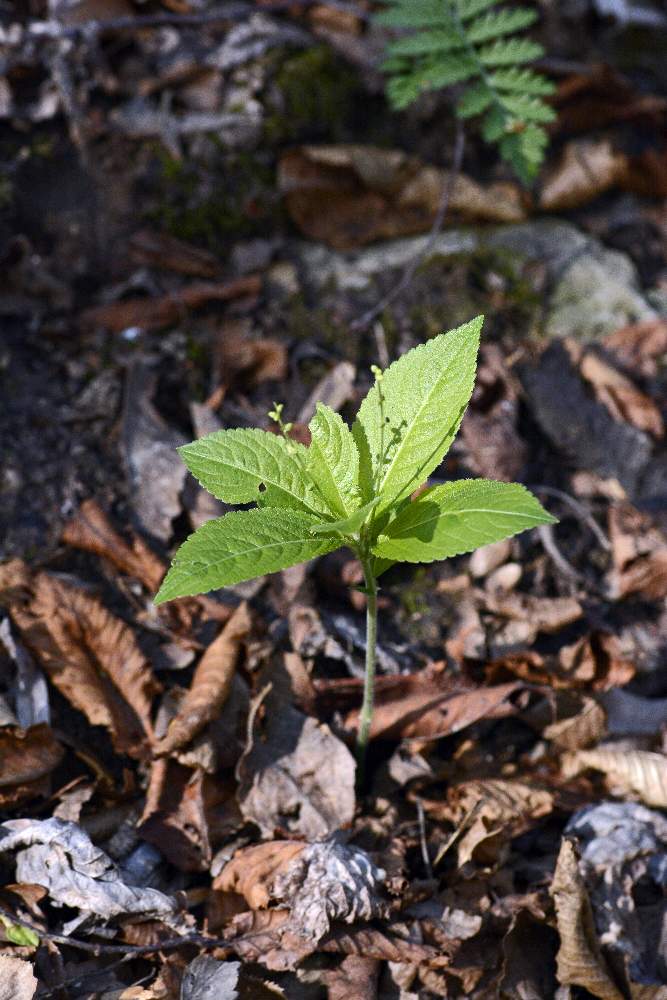 Mercurialis perennis / Mercorella bastarda